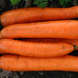 Wortels 1 KG